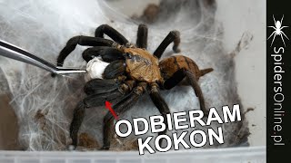 Nowe KOKONY samce aktualizacja CHROMATOPELMA  spidersonlinepl [upl. by Ellenwad]