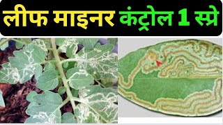 leaf miner insecticide  leaf miner treatment organic  लीफ माइनर की दवा leaf miner ka gharelu upay [upl. by Aley869]