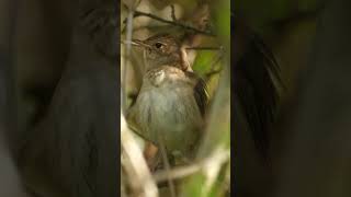 Filming Beautiful Birds  Nightingales Singing in Nature beonature1476 [upl. by Nord536]