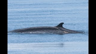 Sept 9 2019 Fin Whale Sighting Near Dungeness Spit [upl. by Enait]