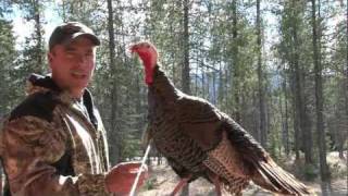 Shot Placement NonStrutting Turkey [upl. by Kurtz]