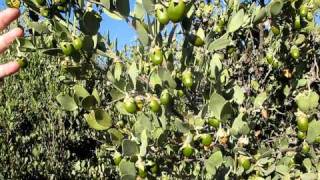 Jojoba seeds before the harvest [upl. by Kyl]