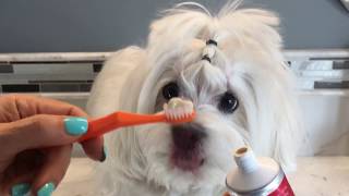 BEST WAY HOW TO BRUSH YOUR DOGS TEETH  Clean Teeth [upl. by Fons71]