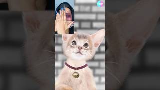 Cat TikTok Follow3  POV fyp xyzbca shorts cat catanimation 애니메이션 추천 [upl. by Girard]