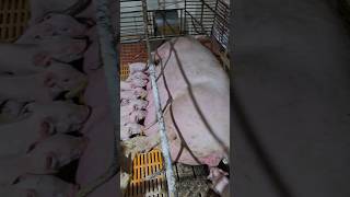 Piglets and mothers viralvideo youtubeshorts heo pig animals [upl. by Airamzul]