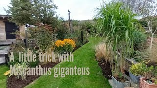 Miscanthus giganteus a neat little trick [upl. by Tolkan726]