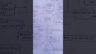 Circle ⭕ of Willis youtubeshorts viral anatomy trending [upl. by Philipson]