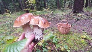 Grzyby 2024 Najwieksze BOROWIKI Pazdziernikowe fungi pilze mushrooms [upl. by Koral]