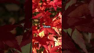 Why Do Leaves Change Color in Fall The Science Behind Autumn Colors 🍁 [upl. by Chico105]