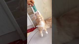 Hungry screamingfunnyshorts cat catvideos funny cats catshorts [upl. by Ellerol]