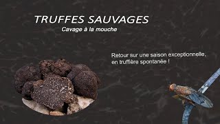 Truffes sauvages à la mouche [upl. by Constantin]