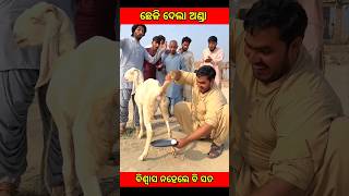 ଛେଳି ଦେଲା ଅଣ୍ଡା 🤪🤪🤪youtubeshorts Bheem moral cartoon viral fact [upl. by Derry]