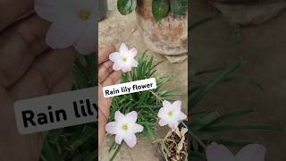 rain lily  rain lily plant gardentips flower planttips odisha [upl. by Tra921]