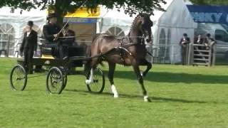 International class at National Hackney Show 2009 [upl. by Lamraj]