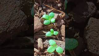 Nicotiana Rustica seedlings farming tobacco shorts youtubeshorts foryou [upl. by Gnouv396]