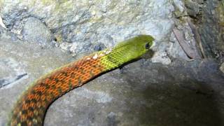 Red necked Keelback Rhabdophis subminiatus and neck poison [upl. by Brink]