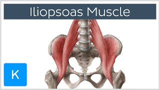 Iliopsoas Muscle Action  Function Anatomy amp Innervation  Human Anatomy  Kenhub [upl. by Enyamrahs832]