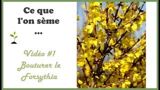 1 Au jardin 🌱  Des Forsythias gratuits  bouturage [upl. by Asilet981]