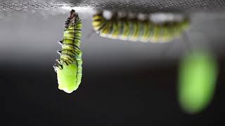 Butterfly Transformation Part 1 Caterpillar to Chrysalis [upl. by Engvall]