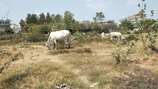 កសិដ្ថានចិញ្ចឺមគោ The Cow  Cattle farm [upl. by Anawed]