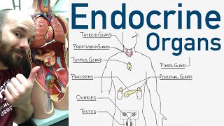 Endocrine Organs  BEST Way to Learn All the Endocrine Organs and What They Do [upl. by Converse]