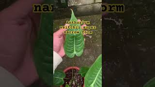 Anthurium veitchii super narrow form [upl. by Leksehc]