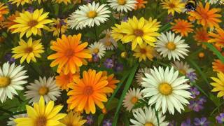 Wildflowers 3D Screensaver [upl. by Juliana47]