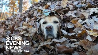 Maine familys dogs spread autumn joy by jumping in leaf piles [upl. by Dehnel]