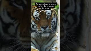 Why Tiger Eyes Glow The Secret Behind Their Night Vision [upl. by Roach463]