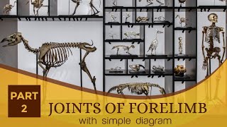 JOINTS OF FORELIMB with simple diagram  veterinary anatomy amp surgery  first year  fourth year [upl. by Lipinski]