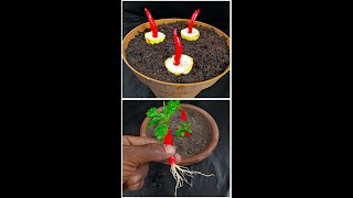 Grow Chilli plant from Chillies at Homereels reelsvideoシ viral Gardening fruittree [upl. by Dale650]