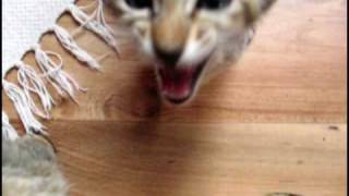 Very NOISY oriental kittens 3rd month [upl. by Herold]