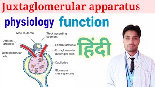 Juxtaglomerular apparatus function Nephron in Hindi RAAS mechanism हिंदी [upl. by Ahtnahc]