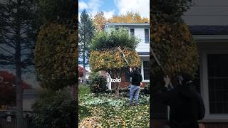 This Guy Was HEATED tree trimming grassmastermatt shorts [upl. by Sucramed]