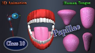 Tongue amp Papillae education [upl. by Pfister]