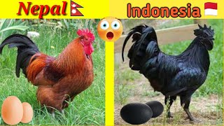 Top 7 weirdest chicken breed in world  विश्वमा पाइने अनाैठाे पर्जातिका कुखुराहरू  VetZone Nepal [upl. by Tate]