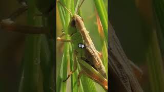 MindBlowing Facts About Grasshoppers [upl. by Libb]