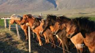 Icelandic Horses  Kentucky Life  KET [upl. by Adnilreh]