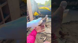 Pigeon Viral pigeon birds love funny shirazikabutar status fancypigeon viralvideo ytshorts [upl. by Standford]