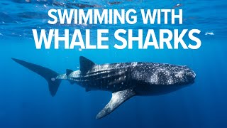 Swimming With Giant Whale Sharks In Stunning Ningaloo Reef Western Australia [upl. by Lymn]