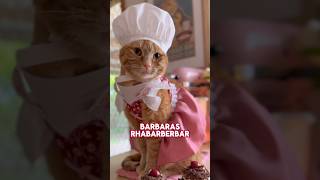 Barbara’s Rhubarb Bar 🐈🥧 funnycats catvideos german [upl. by Enegue]