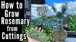 How to Grow Rosemary from Cuttings EASY See Results 2 Ways for Free Plants using NO Rooting Hormone [upl. by Roxine]