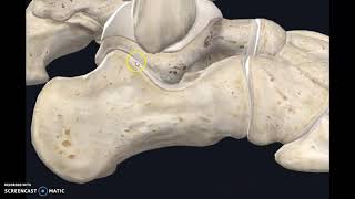 Subtalar joint  Part 1 [upl. by Natfa]