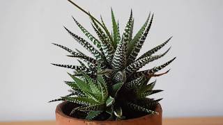 How I take care of zebra plant Haworthia attenuata [upl. by Galen]