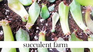 How To Propagate Succulents Like A BOSS [upl. by Nitsur]