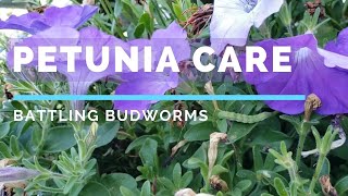 Petunia Care Battling Budworms [upl. by Granny]