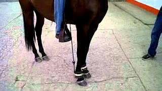 ENTRENAMIENTO EQUINO CON ELASTICOS [upl. by Ennovihs]