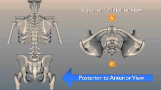 Contralateral Shoulder and Hip Rotations [upl. by Giffer417]