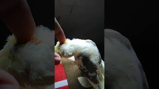 🥰🥰 cockatiel cockatielsinging birds cockatielsing cockatielsound parrot pets cute [upl. by Notsew271]