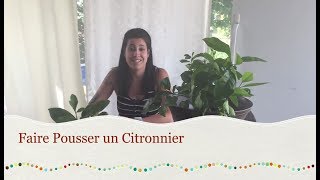 Faire Pousser un Citronnier [upl. by My915]